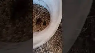 Грызуны атакуют