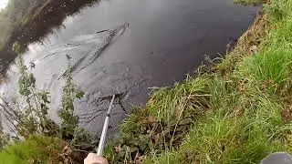 Atlantic Salmon gets 9.5 for backward somersaults.