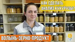 Анализ кукурузы на элеваторе: как сделать и что важно знать? | Волынь-Зерно-Продукт | Элеваторист