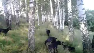 Кане корсо . Лето.
