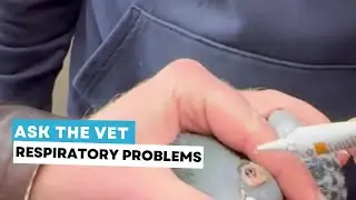 Ask the vet:  respiratory problems