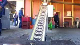 HAVVA ERSOY ANAOKULU   ZEYTİNYAĞI