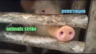 Animals Strike - Репетиция