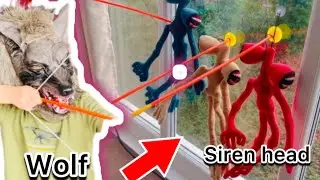 Wolf Vs Siren head in real life  #wolf#sirenhead_in_reallife