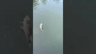 3 Catches in 60 Sec