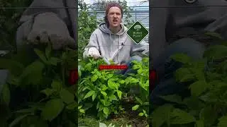 Полезные советы по нормировке куста малины #огород #сад #малина