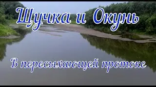Щучка и Окунь в пересыхающей протоке.