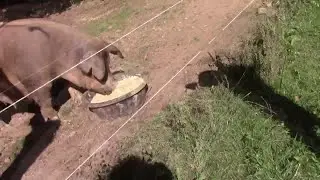 Cukes and Piggies