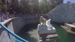 Новосибирский зоопарк. Белые медведи. Медвежонок. Новосибирск.