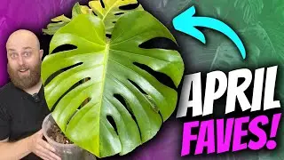 A Variegated Bonanza! | April's Favourite Plants | Monstera & Philodendron