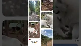 А вы скучаете по лету? #лето #ждем #санктпетербург #белыйветер  #хаски #собака #олени #лес #выходные