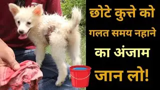 Puppy care - Best time to bath a new puppy by pomtoy anurag.