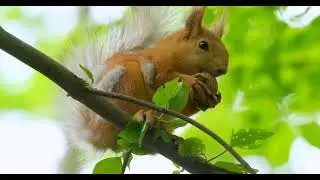 Close up picture of squirrel on a branch