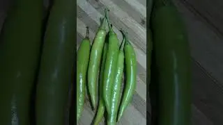green chili delicious recipe