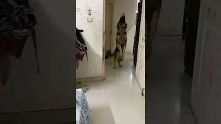 GSD Jakku catching ball