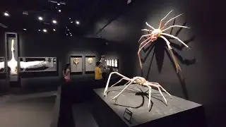 OMSI Exhibit tour Portland: Exquisite Creatures Revealed, Christopher Marley