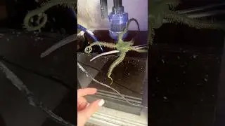 😱😱😱 у меня что-то выросло в аквариуме!!!