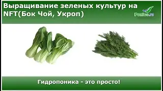 🥬 Гидропоника - NFT. Бок-чой(Bok choy), первый пошел 🥬