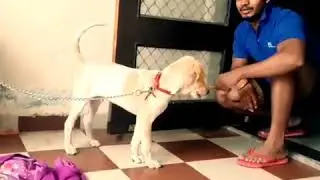 Enjoying with my first puppy ever (BUDDY)🐕🐕
