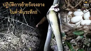 ลุยดิบ EP.137 ปฏิบัติการย้ายรังจงอาง ในค่ำคืนระทึก!!