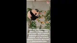 Панде Катюше 🐼 из Московского зоопарка исполнилось 6 месяцев / СербаТВ 🔴 