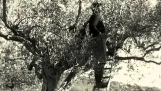 TERREMOTO del BELICE 1968  -1 di 6-