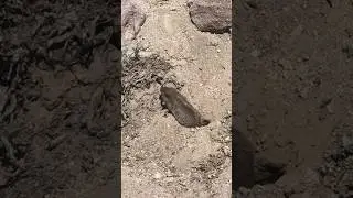 PIKA PEEKABOO! Lassen Volcanic National Park