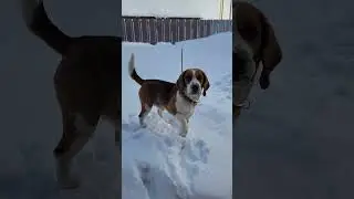 Лорд ворчун#beagle#Lord#бигль#Лорд
