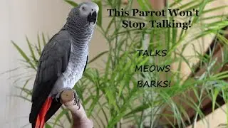 Smokey African Grey Talks Up a Storm