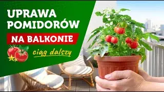 Pomidory na balkonie cz.2 - 4 kroki: zapylanie, obrywanie liści, podwiązywanie, nawożenie