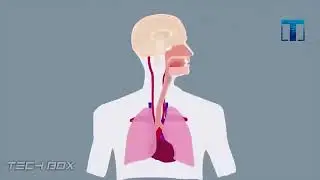 интересные факты  . Табак . interesting facts . tobacco