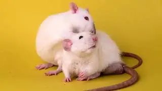 Lovely rat boys