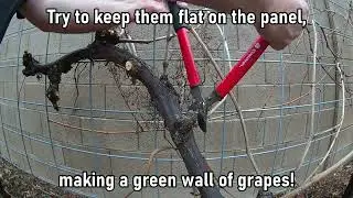 January in the Desert - TIME TO TRIM THE GRAPEVINES!!!
