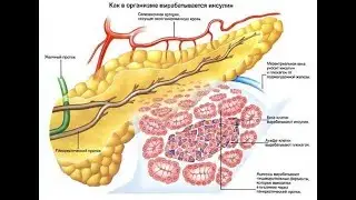 Физиология эндокринной системы.
