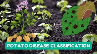 Project 37 : Potato Disease Classification Using Convolutional Neural Network