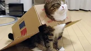 Приключения котов Adventure cats