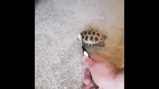 Brushy Brushy Tortoise