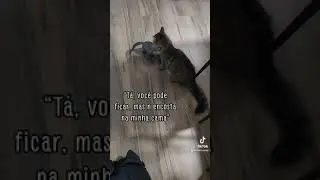 Adaptação gatinho em casa