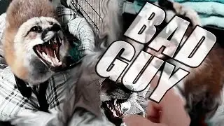 Loki The Red Fox | Bad Guy