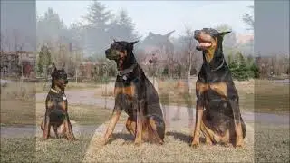 Doberman Rip Chloé
