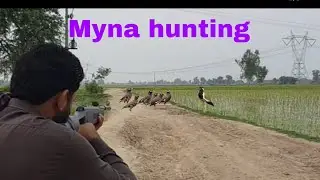 Myna hunting with airgun | hunting 2022
