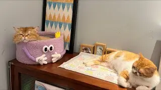 【直播】兩隻墜樓小貓如今的幸福生活｜李喜猫