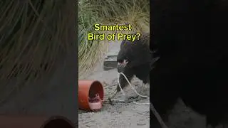 Intelligence Test for the World's Smartest Bird of Prey! 🦅🧠