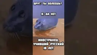 мем про иностранца / грустный тюлень 