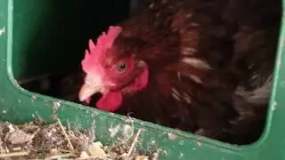 Yeni Tavuk Sahipleri İçin İp Uçları ( Bilmeniz Gerekenler )