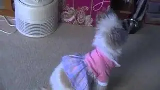 Hannah's dog show