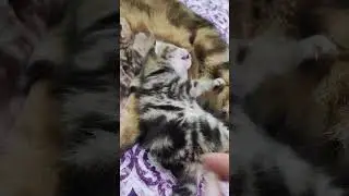 Кыся-Рыся 🥰