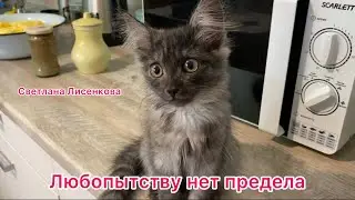 Котёнок Лохматик! Любопытству нет предела! Еда для собаки!