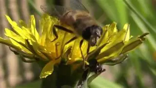 Bee close up Stocks Up  Then Strikes A Pose ;)
