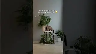 Сима решила украсить домик 😅 
